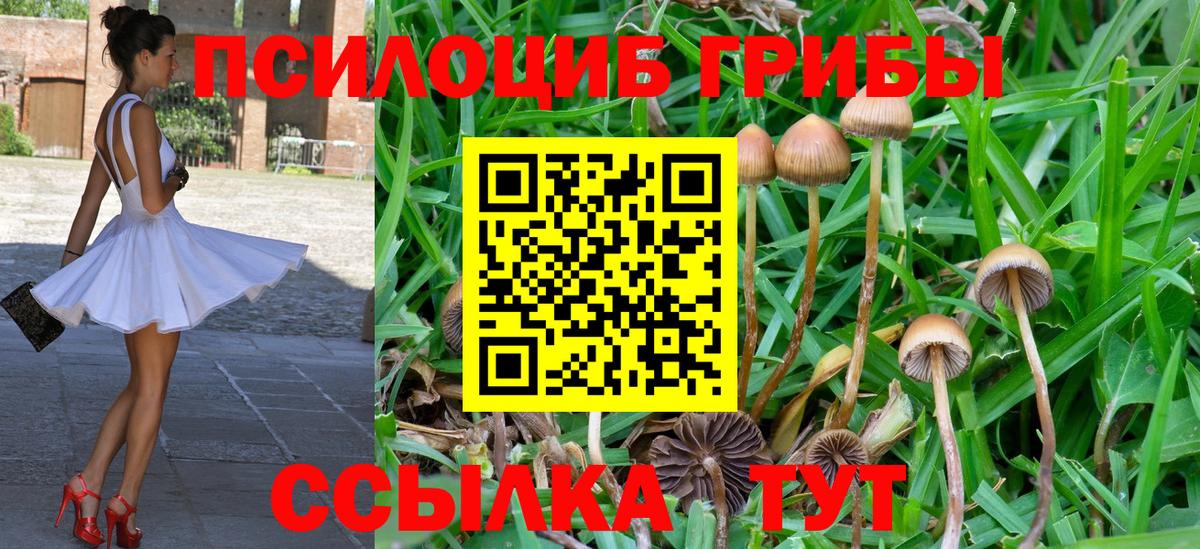 Барнаул  Псилоцибиновые грибы Psilocybe  Вход с VPN  Псилоцибиновые грибы Cubensis 